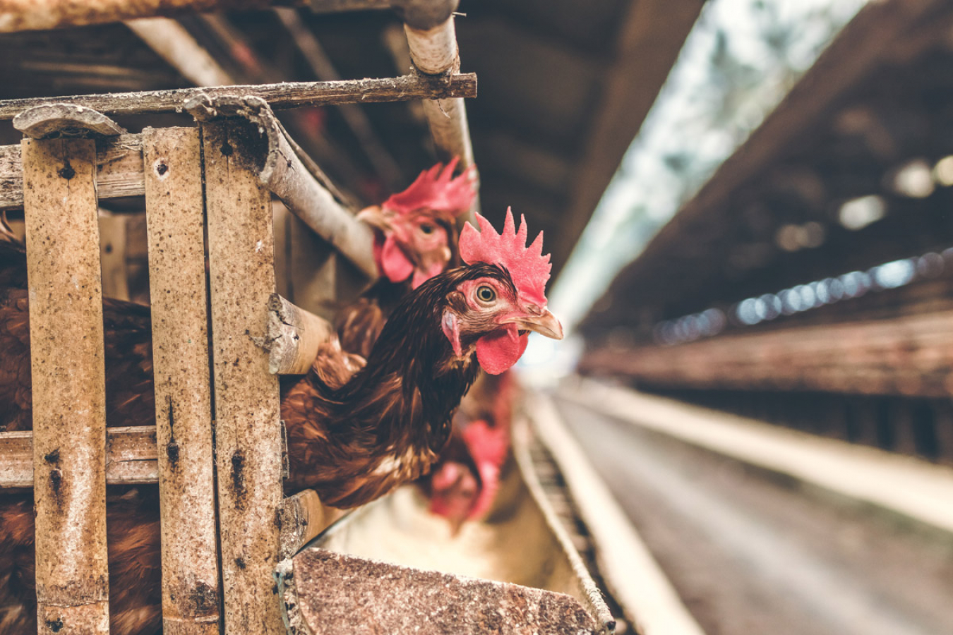 The UK poultry industry says that post-Brexit UK immigration rules are causing a chicken shortage.