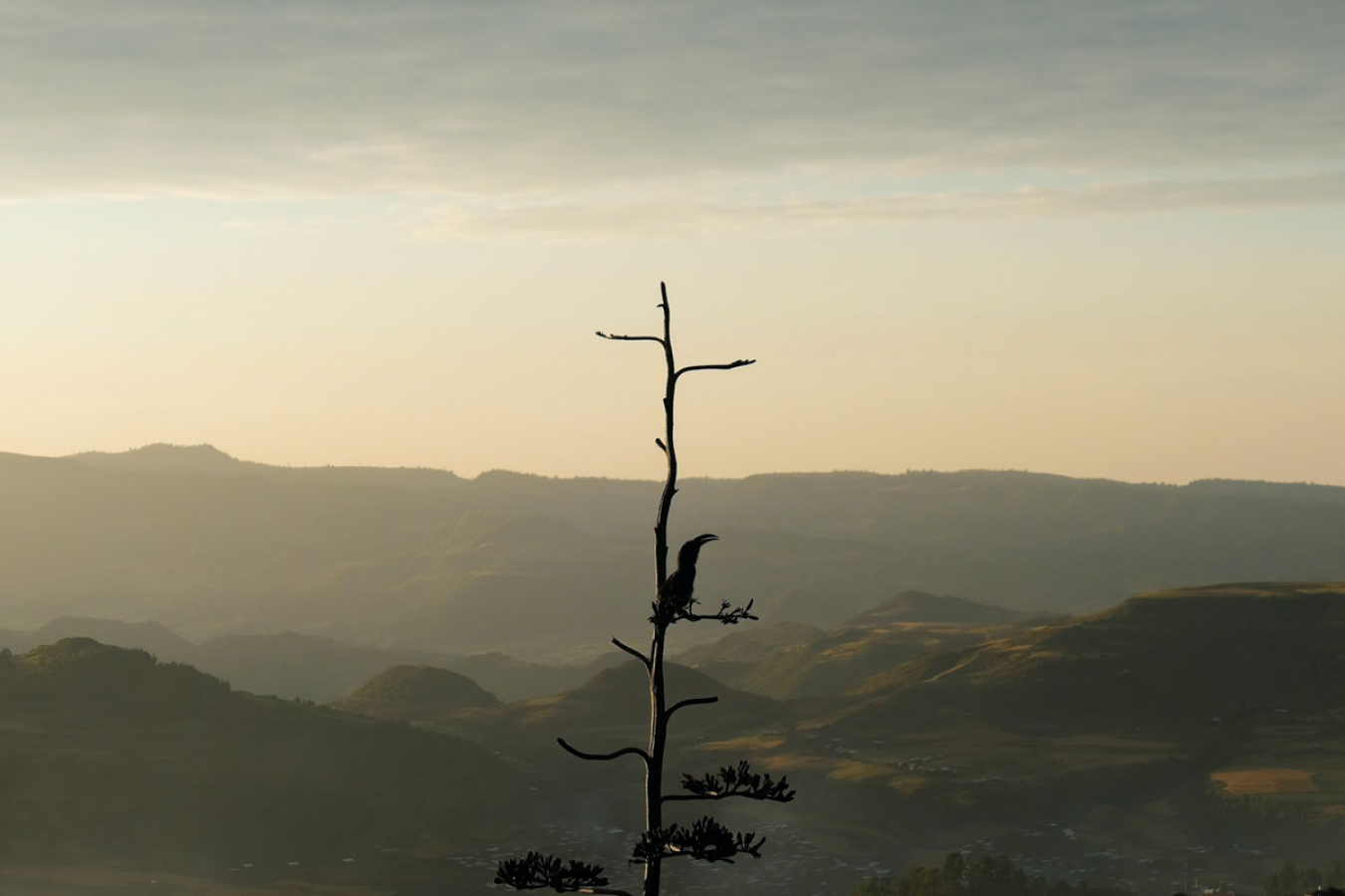 US visa restrictions have been imposed on Ethiopia and Eritrea amid deadly fighting in the Tigray region of the African country. Ethiopia - Bird in Gondar
