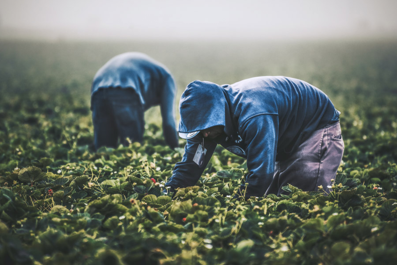 Studies show that a shortage of immigrant workers in the United States is fueling price hikes.